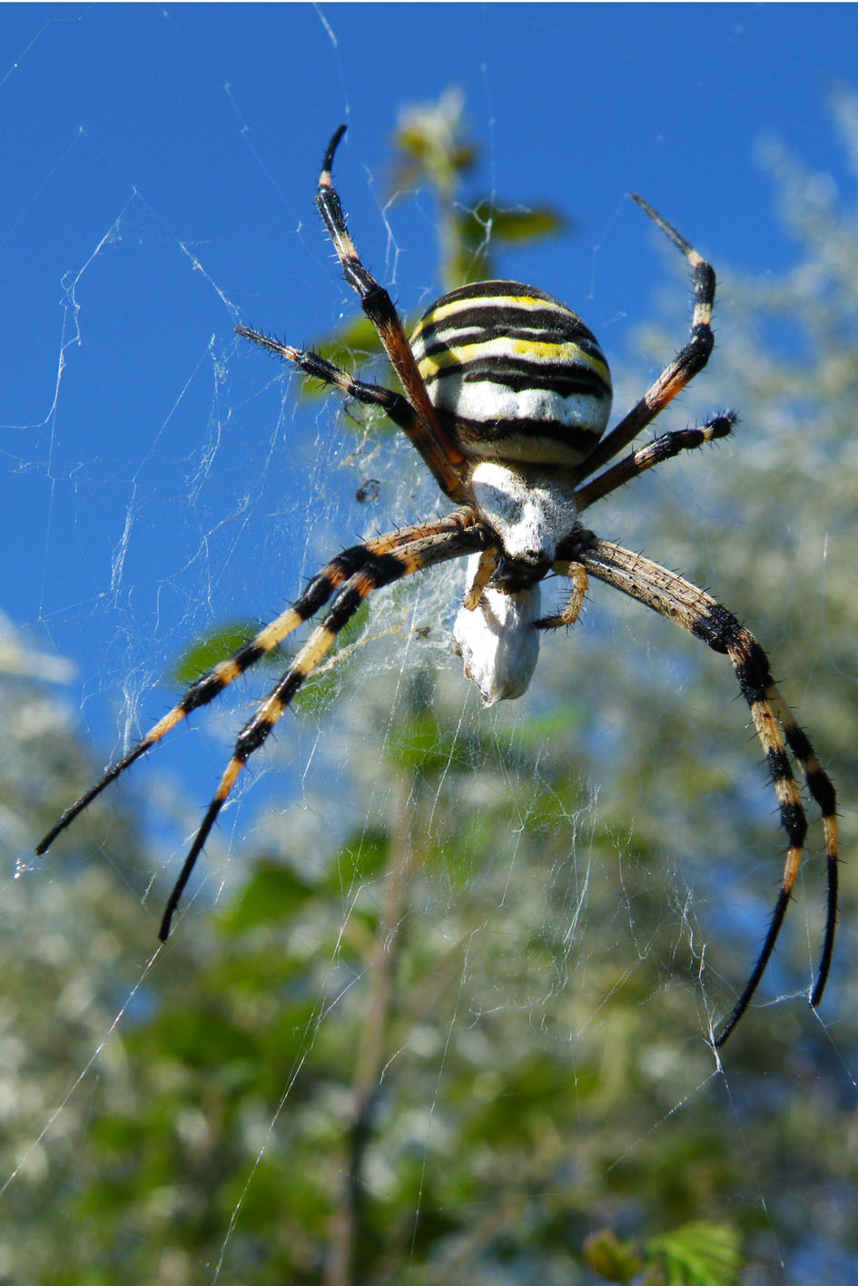 Argiope bruennichi